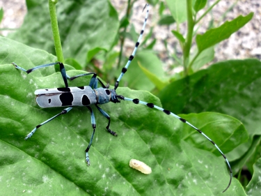 nadobnica alpejska