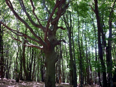 Ein alter Baum