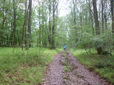 Weg im Wald