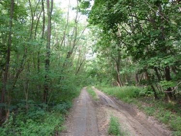 Waldweg