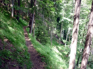 Waldweg