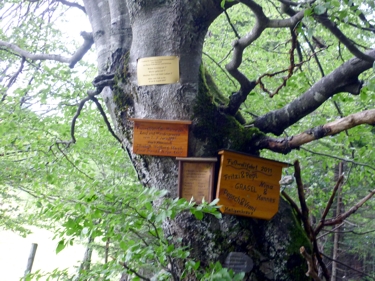 tabliczki na drzewie