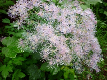 Akeleiblättrige Wiesenraute