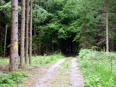 Waldweg