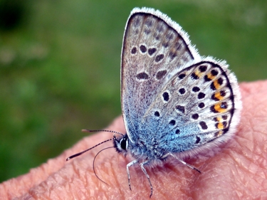 motyl