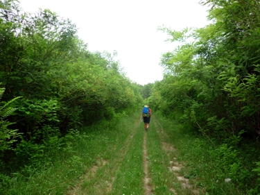 Waldweg