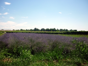 Lavendel