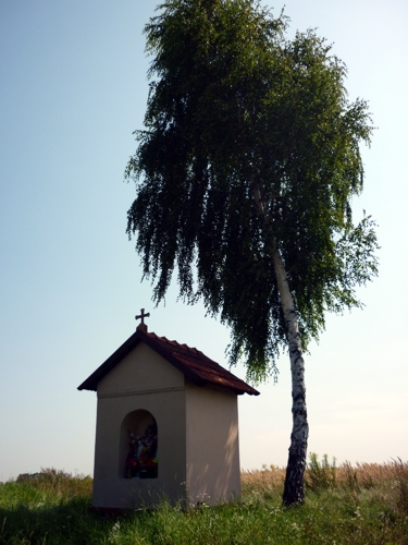 samotna brzoza nad kapliczką