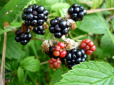 Brombeeren