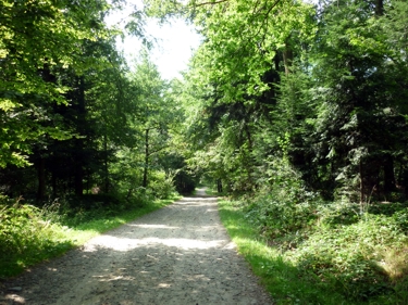 Waldweg