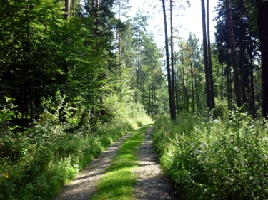 Waldweg