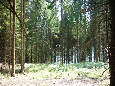 Wald