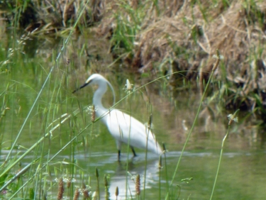 Seidenreiher