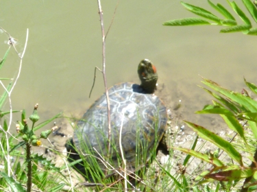 Sumpfschildkröte