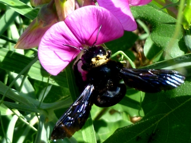 Blauschwarze Holzbiene