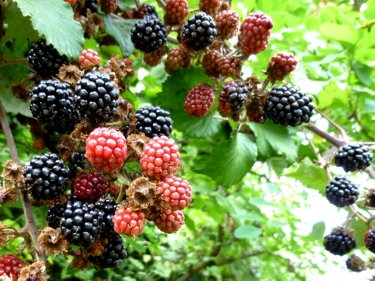 Brombeeren