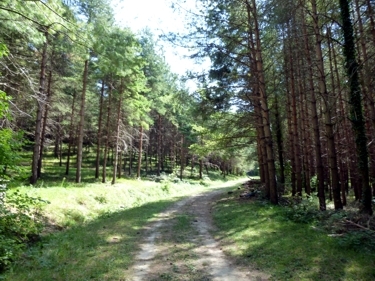 Wald