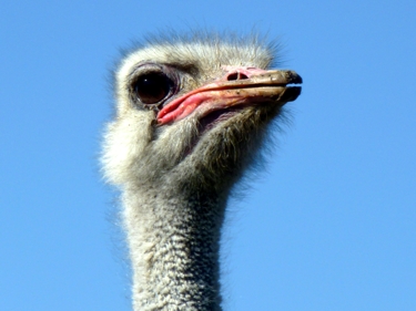 struś