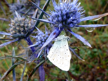 motyl