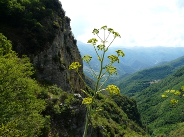 Fenchel