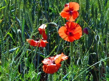 Klatschmohn