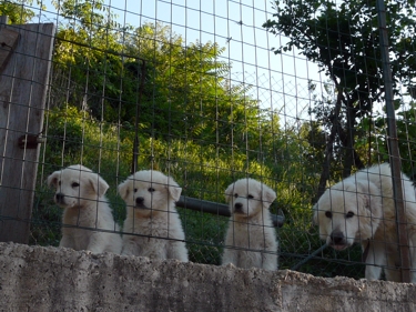 Schäferhunde