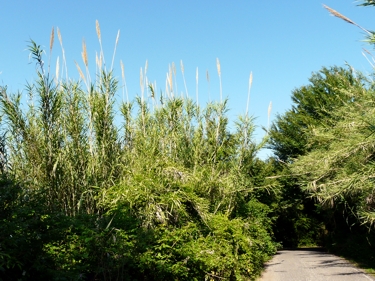 Bambusse