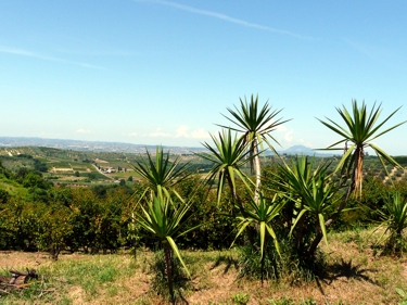 Yucca